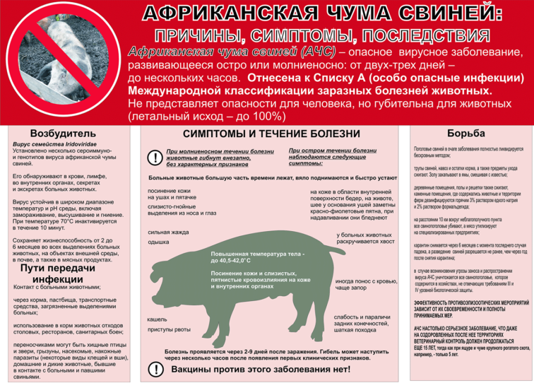 АФРИКАНСКАЯ чума свиней (АЧС).
